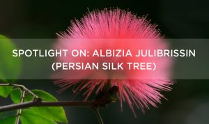 Spotlight On: Albizia julibrissin (Persian silk tree)