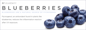 Blueberries Contain Antioxidant Pycnogenol